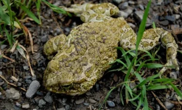 Reise Flora im Kaukasus Georgien - eine botanische Reise mit Kaukasus-Reisen