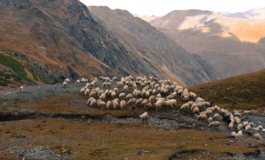 Georgien Reise Georgienreise Wandern Wanderurlaub Trekking Trecking Treckingreise Tour Tuschetien Tusheti Omalo Schatili Shatili Chewsuretien Khevsureti mountains Berge Kaukasus Urlaub Ferien Abenteuer Abenteuerreise Offroadtour Offroadreise individuell Kleingruppe Hochgebirge Steppe Tiflis Tbilissi Tbilisi Kaukasus-Reisen Natur Tiere Transhumance Pferde Guide Zelten Camp Atsunta Pass Stepantsminda Juta Dshuta Kasbegi Kazbegi Kasbek Shatili Schatili