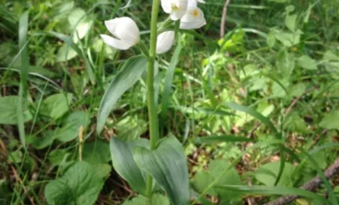 Reise Flora im Kaukasus Georgien - eine botanische Reise mit Kaukasus-Reisen
