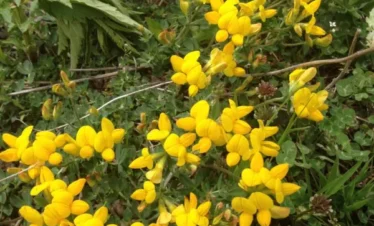 Reise Flora im Kaukasus Georgien - eine botanische Reise mit Kaukasus-Reisen