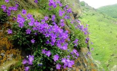 Reise Flora im Kaukasus Georgien - eine botanische Reise mit Kaukasus-Reisen