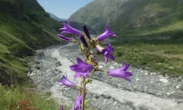 Reise Flora im Kaukasus Georgien - eine botanische Reise mit Kaukasus-Reisen