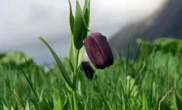 Reise Flora im Kaukasus Georgien - eine botanische Reise mit Kaukasus-Reisen