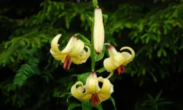 Reise Flora im Kaukasus Georgien - eine botanische Reise mit Kaukasus-Reisen