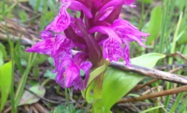 Reise Flora im Kaukasus Georgien - eine botanische Reise mit Kaukasus-Reisen