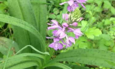 Reise Flora im Kaukasus Georgien - eine botanische Reise mit Kaukasus-Reisen