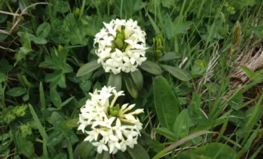 Reise Flora im Kaukasus Georgien - eine botanische Reise mit Kaukasus-Reisen