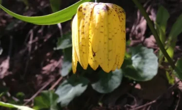 Reise Flora im Kaukasus Georgien mit Kaukasus-Reisen