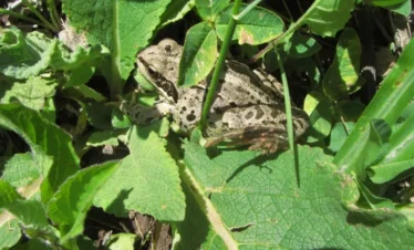 Reise Flora im Kaukasus Georgien mit Kaukasus-Reisen