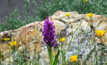 Reise Flora im Kaukasus Georgien mit Kaukasus-Reisen