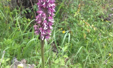 Reise Flora im Kaukasus Georgien mit Kaukasus-Reisen