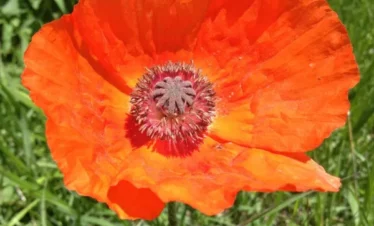 Reise Flora im Kaukasus Georgien mit Kaukasus-Reisen