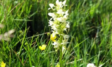 Reise Flora im Kaukasus Georgien mit Kaukasus-Reisen