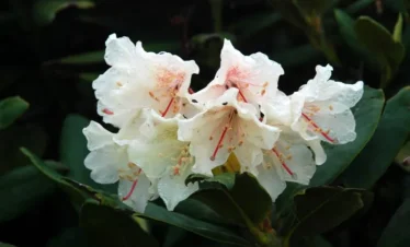 Reise Flora im Kaukasus Georgien mit Kaukasus-Reisen