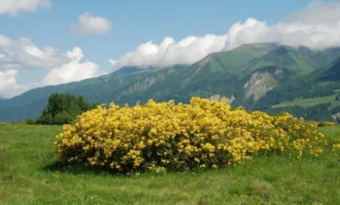 Reise Flora im Kaukasus Georgien mit Kaukasus-Reisen