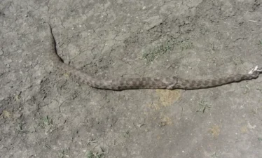 Reise Flora im Kaukasus Georgien mit Kaukasus-Reisen