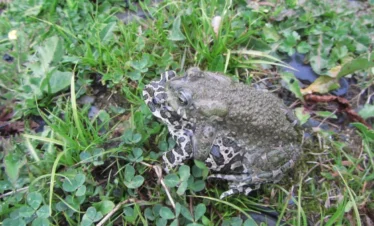 Reise Flora im Kaukasus Georgien mit Kaukasus-Reisen
