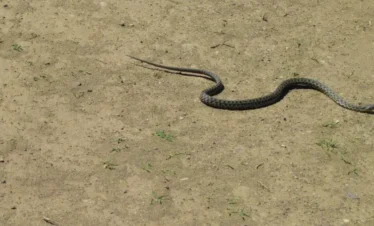 Reise Flora im Kaukasus Georgien mit Kaukasus-Reisen