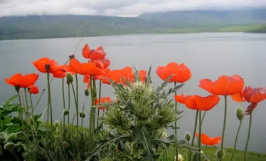 Reise Flora im Kaukasus Georgien - eine botanische Reise mit Kaukasus-Reisen