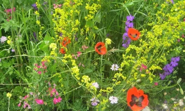 Reise Flora im Kaukasus Georgien - botanische Reise mit Kaukasus-Reisen