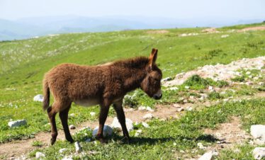 Selbstfahrerreise Armenien Mietwagen Reise Kaukasus-Reisen Foto: Vahagn Grigoryan