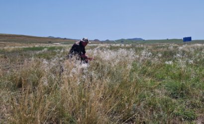 Botanische Exkursion in der Steppe Georgiens
