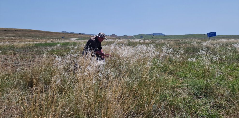 Botanische Exkursion in der Steppe Georgiens