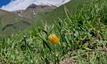 Gelbe Schachblume im Großen Kaukasus bei Dshuta Reise Flora im Kaukasus