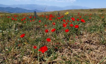 Leuchtend rote Mohnblumen auf einer trockenen Hochebene in Armenien mit Bergen im blauen Dunst im Hintergrund und einer einzelnen gelben Blüte