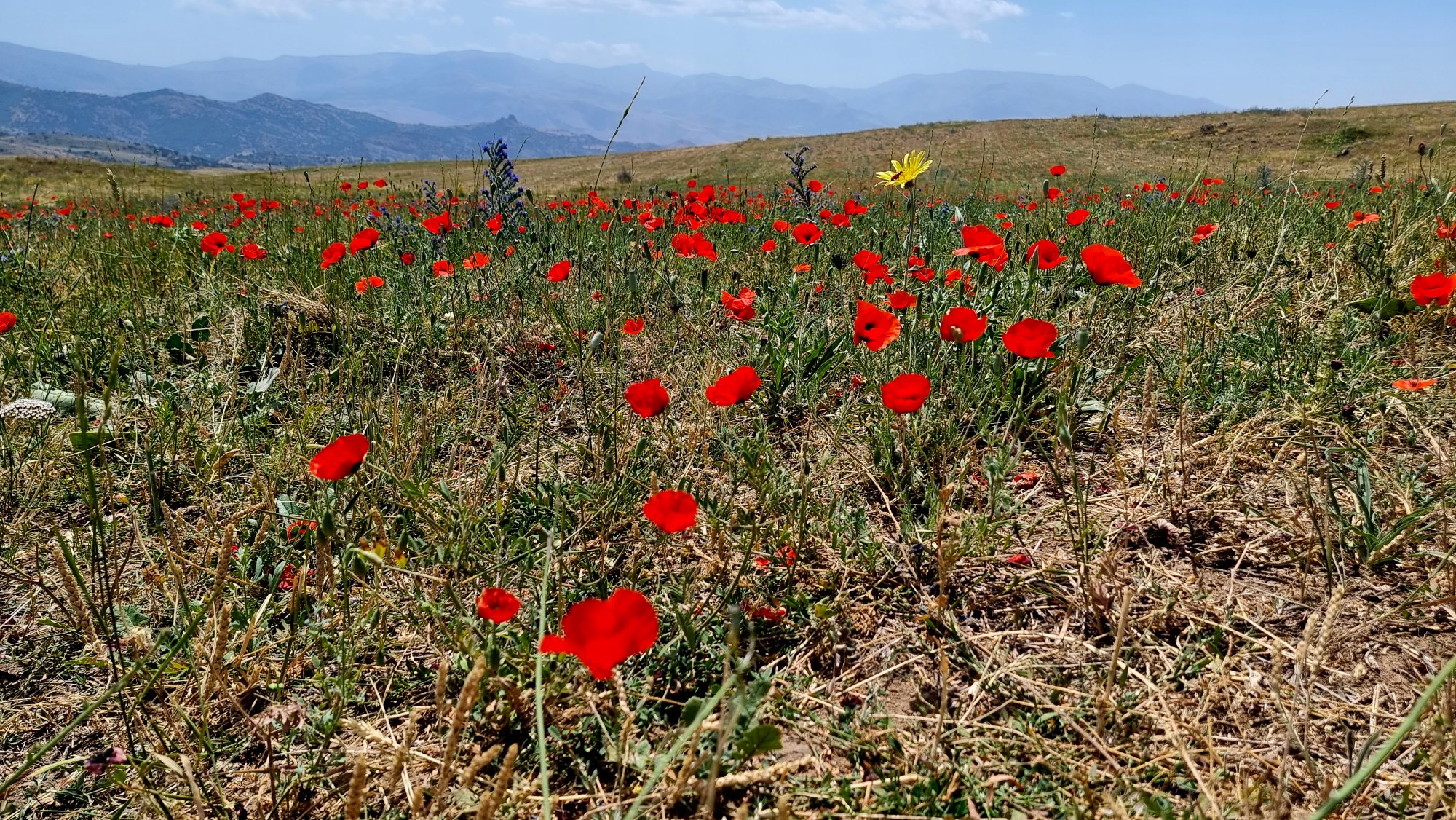 Leuchtend rote Mohnblumen auf einer trockenen Hochebene in Armenien mit Bergen im blauen Dunst im Hintergrund und einer einzelnen gelben Blüte
