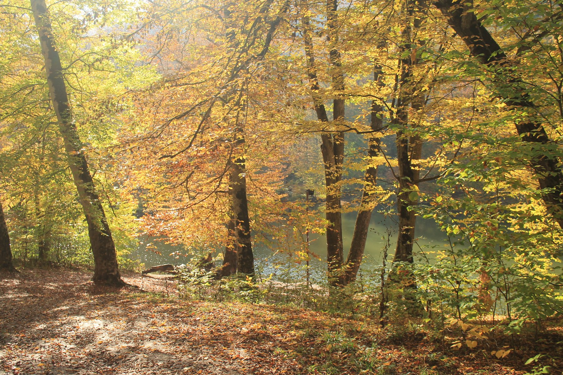 Goldener Herbstwald am Ufer eines stillen Sees im Nationalpark Dilidjan Armenien mit Lichtspiegelungen im Wasser
