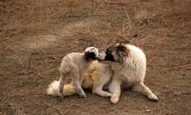 Ein georgischer Kangal-Hirtenhund und ein neugeborenes Lamm liegen zusammen in der Steppe des Nationalparks Vashlovani