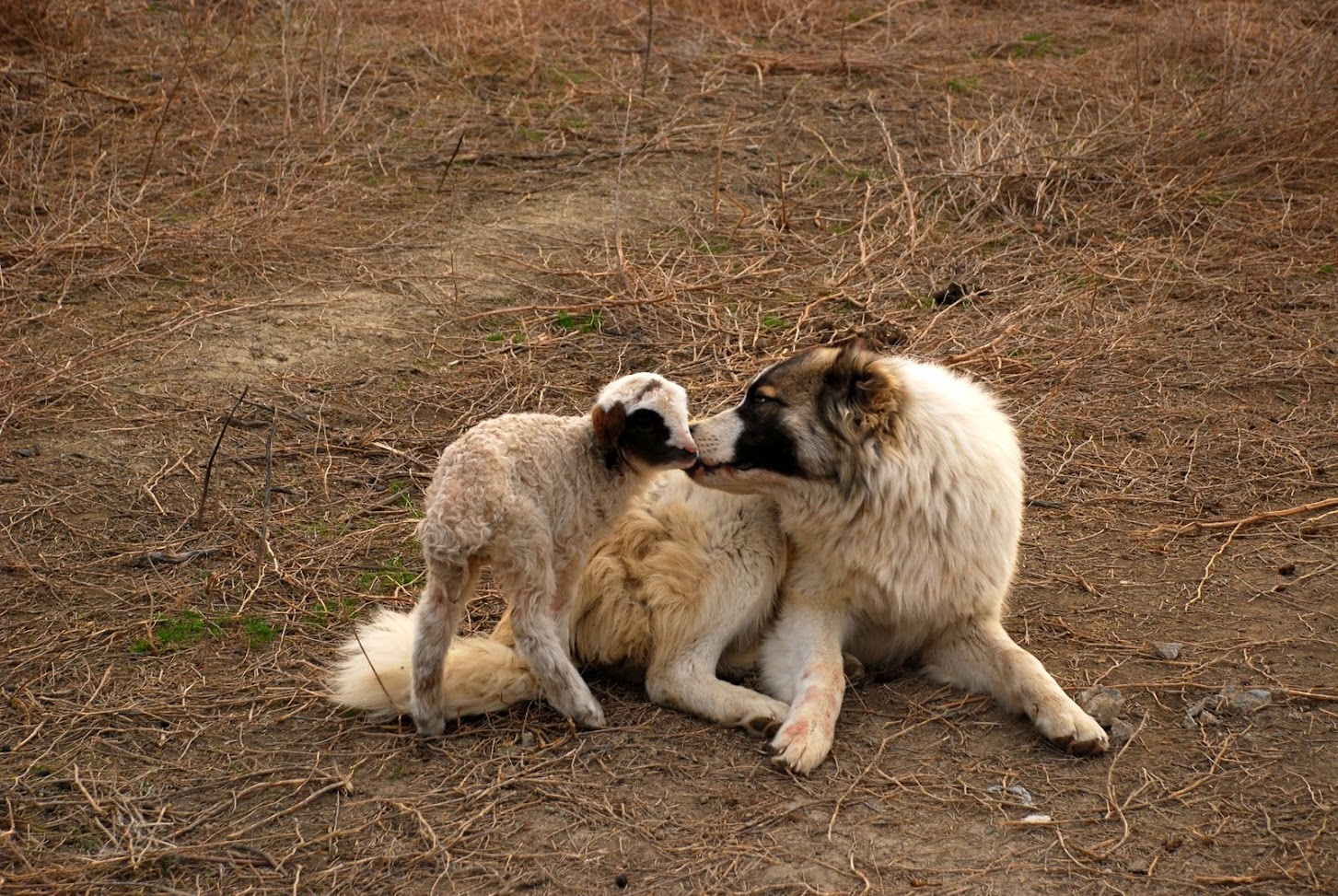 Ein georgischer Kangal-Hirtenhund und ein neugeborenes Lamm liegen zusammen in der Steppe des Nationalparks Vashlovani