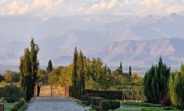 Einfahrtsallee mit Zypressen zum Weingut Mosmieri in Kachetien Georgien mit dem Kaukasus im Hintergrund im goldenen Abendlicht