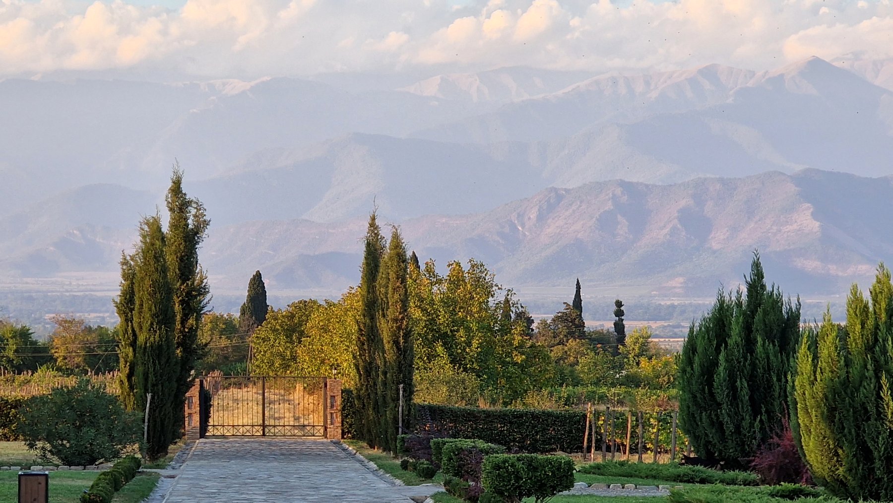 Einfahrtsallee mit Zypressen zum Weingut Mosmieri in Kachetien Georgien mit dem Kaukasus im Hintergrund im goldenen Abendlicht