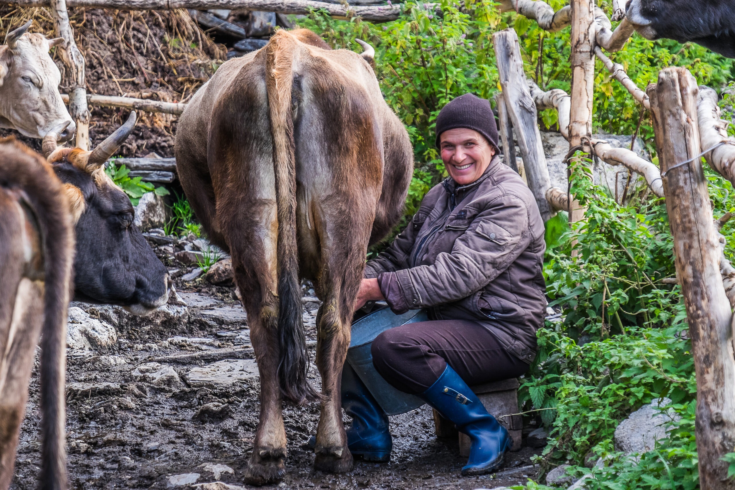 Eine Frau melkt lächelnd eine Kuh in einem ländlichen Hinterhof in den Bergen Georgiens.