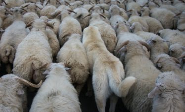 Dichte Schafherde mit Herdenschutzhund von hinten beim Viehtrieb Tuschetien Georgien