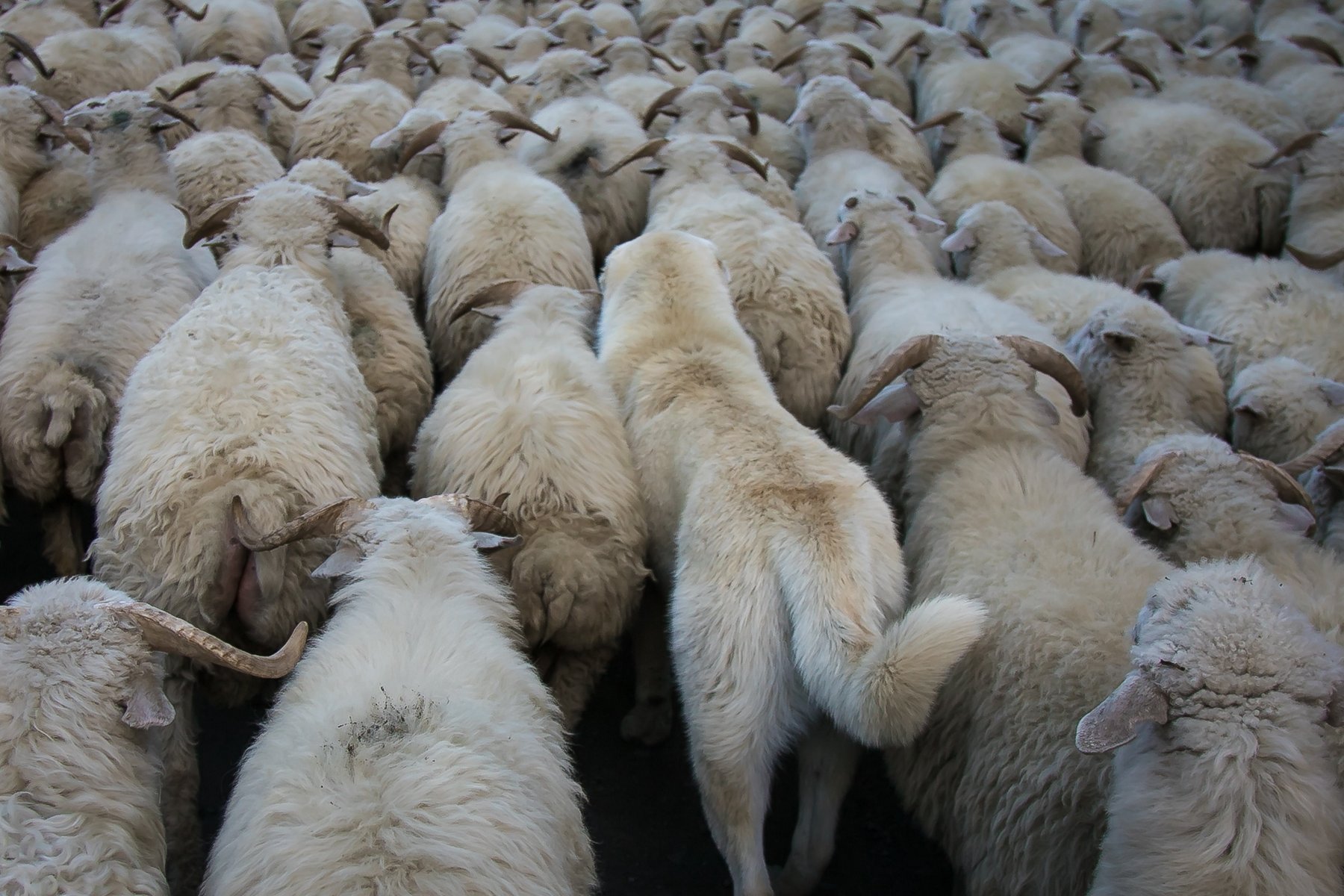 Dichte Schafherde mit Herdenschutzhund von hinten beim Viehtrieb Tuschetien Georgien