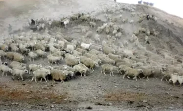 Große Schafherde in Staubwolke am Hang beim Viehtrieb Tuschetien Georgien Kaukasus