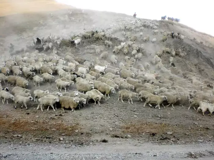 Große Schafherde in Staubwolke am Hang beim Viehtrieb Tuschetien Georgien Kaukasus