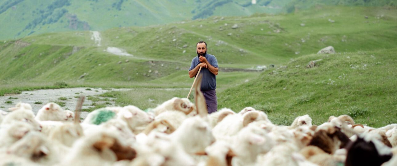 Ein georgischer Schafhirte steht mit seinem Stab inmitten einer großen Herde in den Bergen.