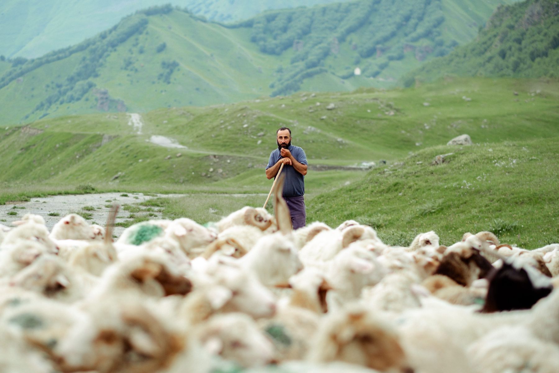 Ein georgischer Schafhirte steht mit seinem Stab inmitten einer großen Herde in den Bergen.
