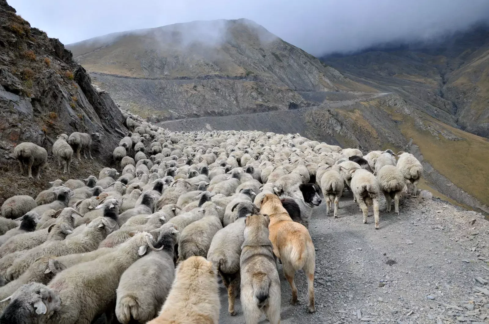 Tuschetien Schafherde mit Hirtenhunden am Abanopass Georgien Kaukasus