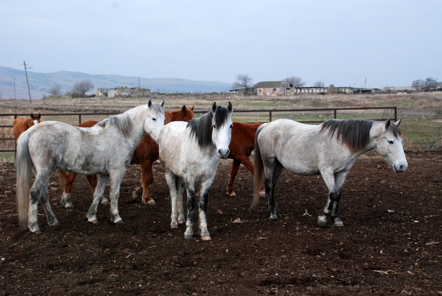 Gruppe tuschetischer Pferde steht auf der Ranch des Tuschen Sosso nahe dem Nationalpark Vashlovani, Georgien