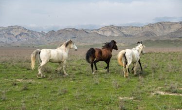Drei tuschetische Pferde galoppieren frei durch die weite Steppe des Nationalparks Vashlovani vor dem Hintergrund der Kaukasusgebirge