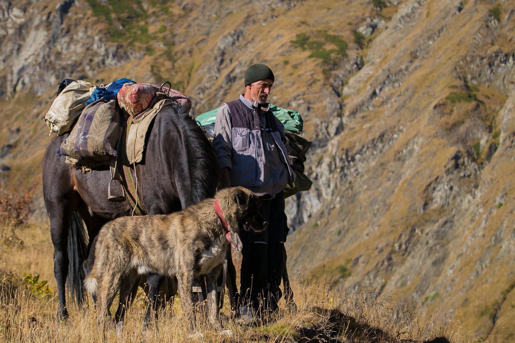 Tuschetischer Schäfer mit Packpferd und Herdenschutzhund beim Viehtrieb Tuschetien Georgien