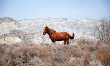 Rotbraunes tuschetisches Pferd mit weißer Blesse steht in der Steppe und blickt zur Seite, hinter ihm die weißen Sandsteinfelsen des Nationalparks Vashlovani