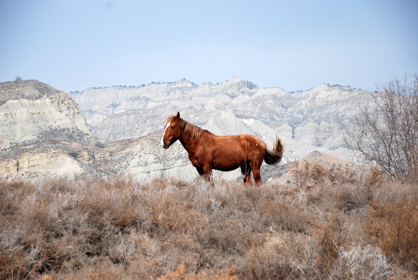Rotbraunes tuschetisches Pferd mit weißer Blesse steht in der Steppe und blickt zur Seite, hinter ihm die weißen Sandsteinfelsen des Nationalparks Vashlovani