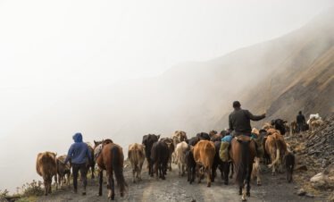 Kuhherde und Reiter im Nebel auf dem Abano-Pass beim Viehtrieb Tuschetien Georgien