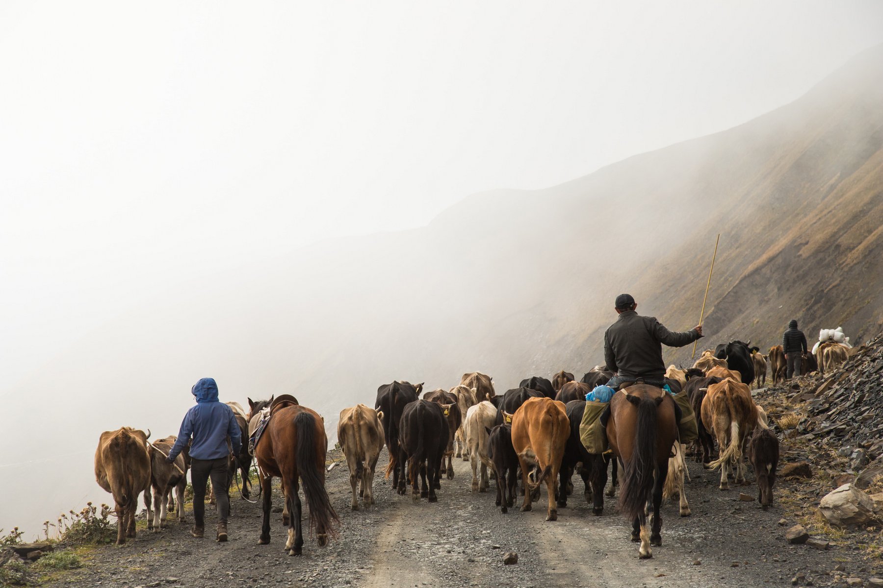 Kuhherde und Reiter im Nebel auf dem Abano-Pass beim Viehtrieb Tuschetien Georgien